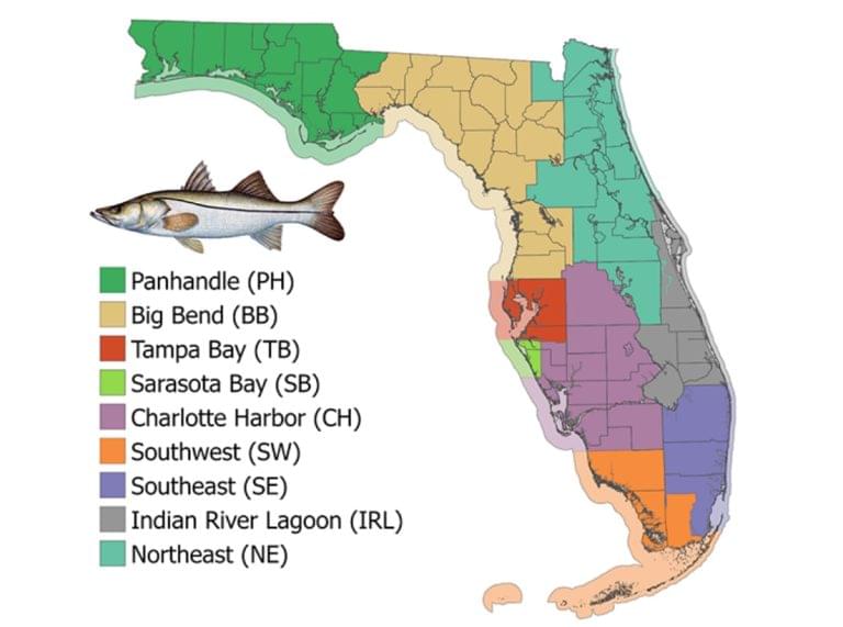 Snook Season Opens Sept. 1 With Limitations