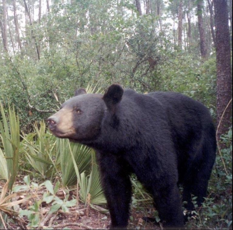 FWC to Host Virtual Public Meeting Regarding Options for Regulated Black Bear Hunting in Florida