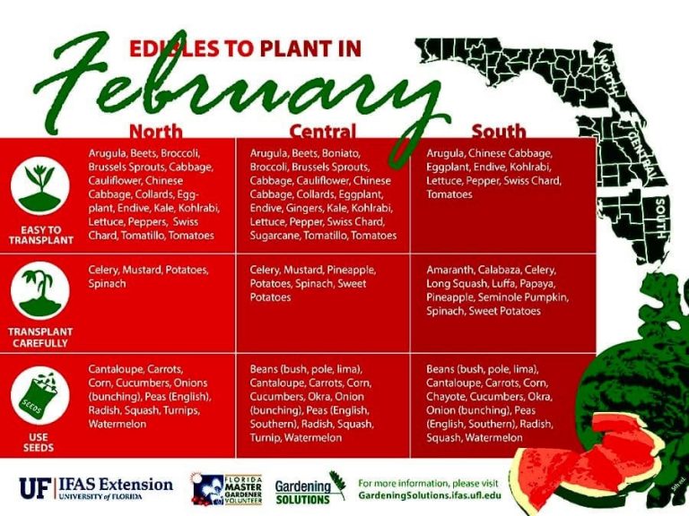 It’s February: Time to Get Your Spring Edible Garden Started