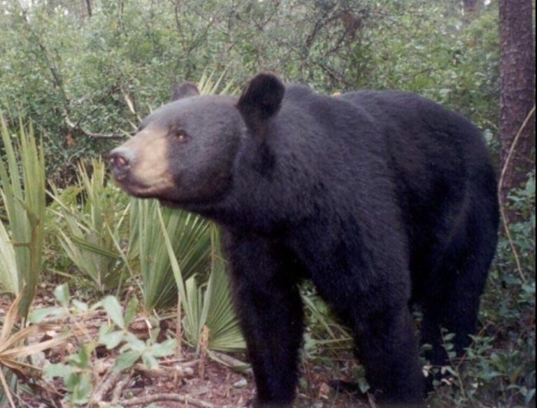 FWC to Host Series of Virtual Public Meetings on Highly Regulated Bear Hunting Proposal