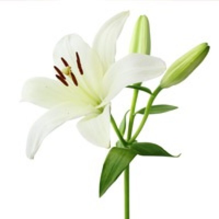 In Loving Memory of Harriet Anne Forrester, 79, of Lake Wales