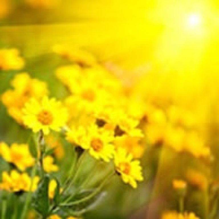 In Loving Memory of Dawn Figg, 61, of Lake Wales