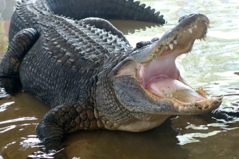 Statewide Alligator Harvest Program and Alligator Super Hunt Applications Window Opens May 2