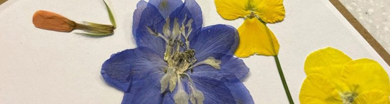 Make Your Own Flower Press Book At Bok Tower Gardens May 17