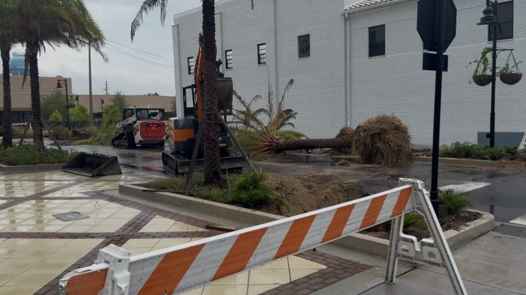 Date Palm Trees in Downtown Lake Wales to Be Replaced with More Sustainable Species