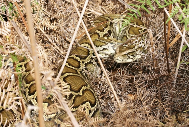 $25,000 in Prizes Up for Grabs During the 2025 Florida Python Challenge™
