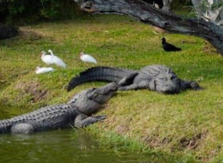 FWC: How to Become a Nuisance Alligator Trapper