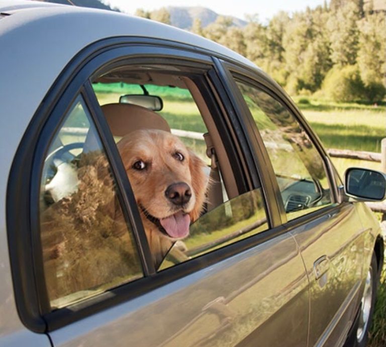 Trapped in the Heat: The Deadly Danger of Leaving Pets and Loved Ones in Parked Cars