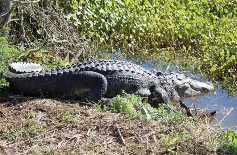 Be GatorWise This Summer, Says FWC