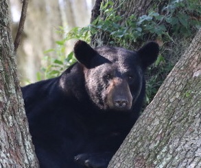 img_3063jpg - Lake Wales Daily News