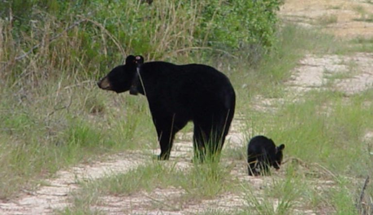 Bear Harvest Permit Applications Open Sept. 12