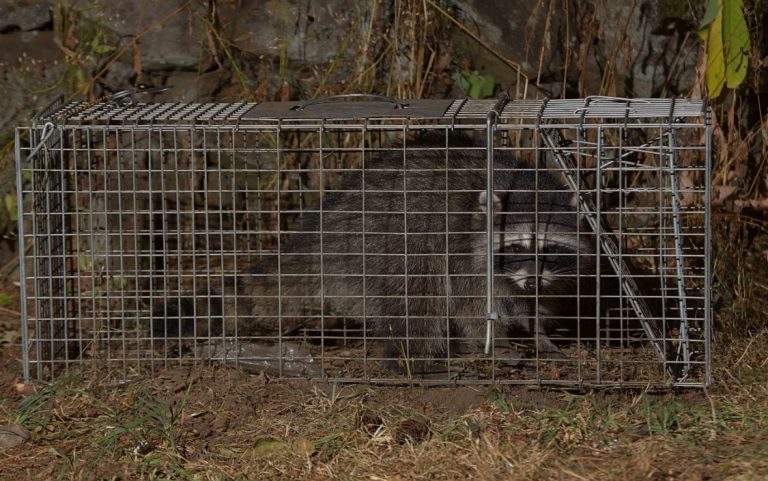 FWC Approved Wildlife Trapping Proposed Rule Amendments for Advertising