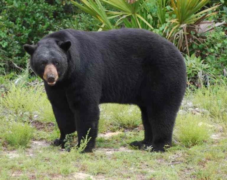 FWC Releases Results of 2025 Black Bear Hunt